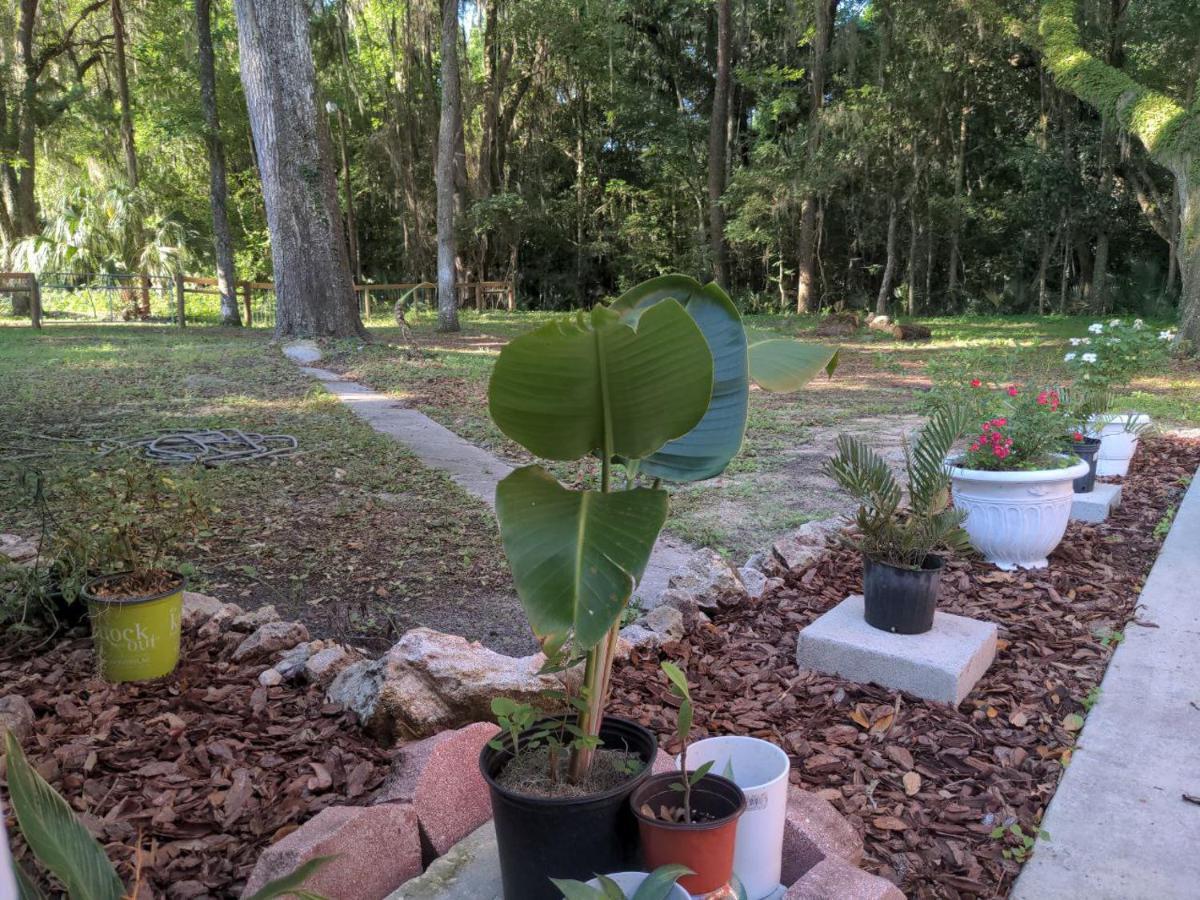 Micanopy Countyline Cottages 外观 照片